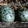 #48 Eggs - Custom